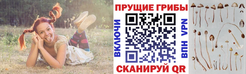 Псилоцибиновые грибы мицелий  где купить наркоту  Муравленко 